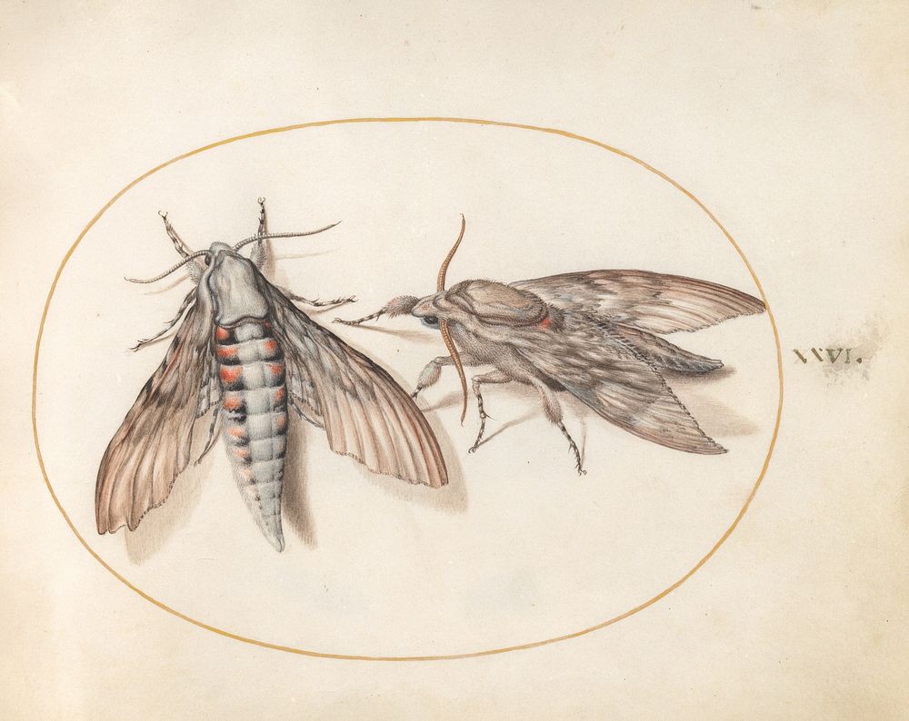 Plate 26: Two Hawk Moths (c. 1575-1580) painting in high resolution by Joris Hoefnagel.  