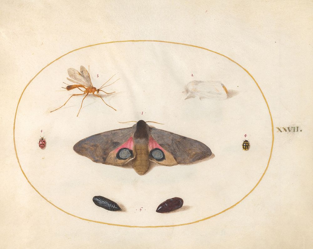 Plate 27: Two Moths, Two Chyrsalides, and Other Insects (c. 1575-1580) painting in high resolution by Joris Hoefnagel.  
