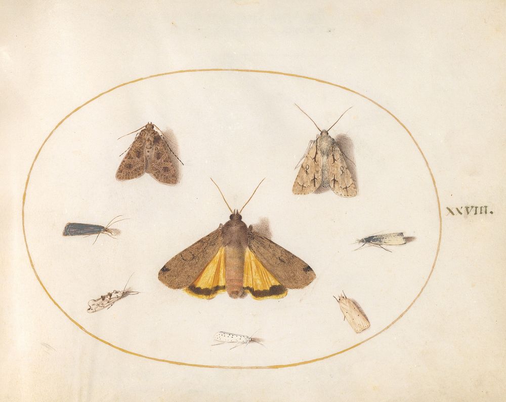 Plate 28: Eight Moths (c. 1575-1580) painting in high resolution by Joris Hoefnagel.  