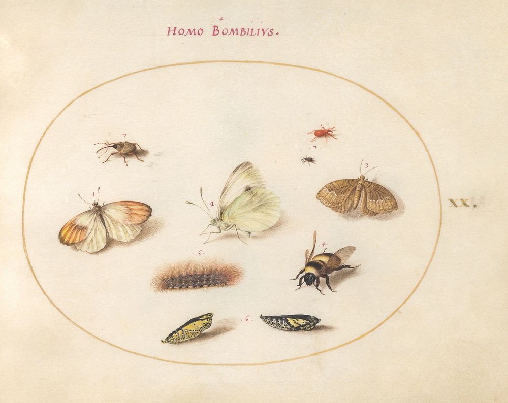 Plate 20: Three Butterflies, a Caterpillar, a Bee, Two Chrysalides, and Three Weevils (c. 1575-1580) painting in high…