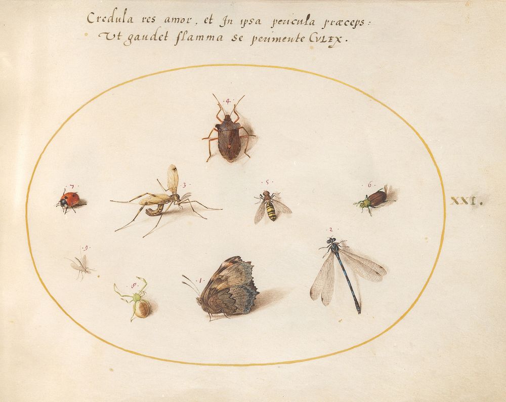 Plate 21: A Butterfly with a Dragonfly, a Ladybug, and Five other Insects (c. 1575-1580) painting in high resolution by…