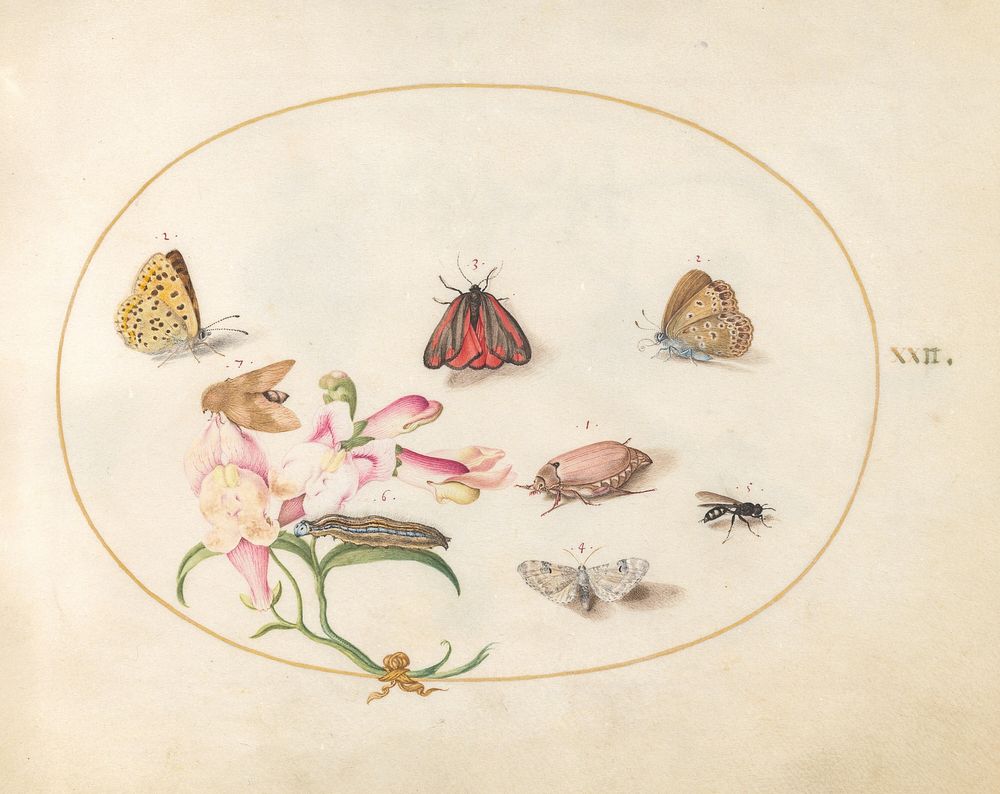 Plate 22: Butterflies with Other Insects and a Snapdragon, (c. 1575-1580) painting in high resolution by Joris Hoefnagel.  