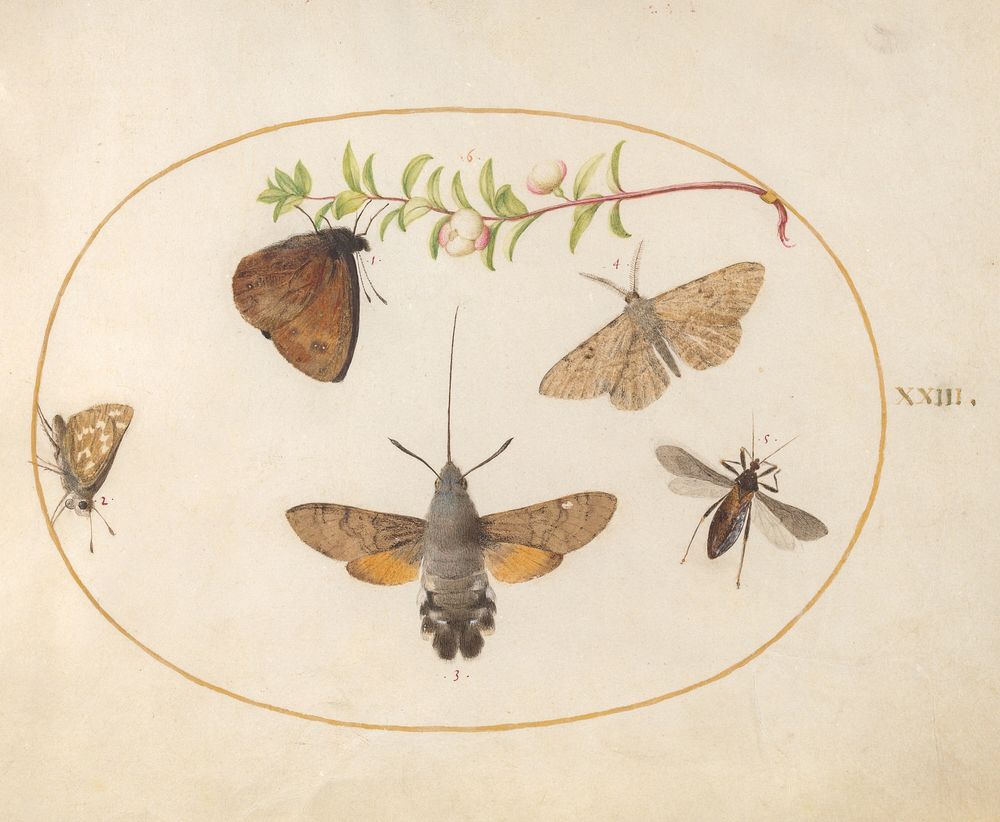 Plate 23: Hawk Moth, Butterflies, and Other Insects around a Snowberry Sprig, (c. 1575-1580) painting in high resolution by…