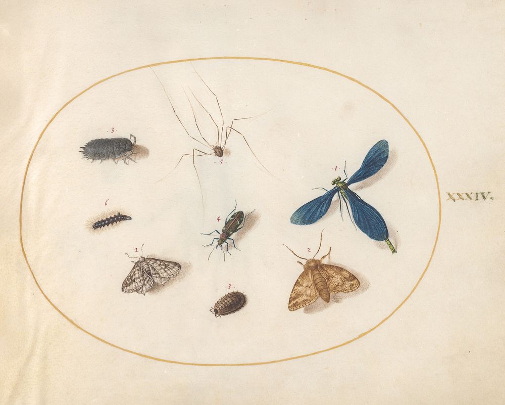 Plate 34: Two Moths with a Spider, a Caterpillar, and Four Other Insects (c. 1575-1580) painting in high resolution by Joris…