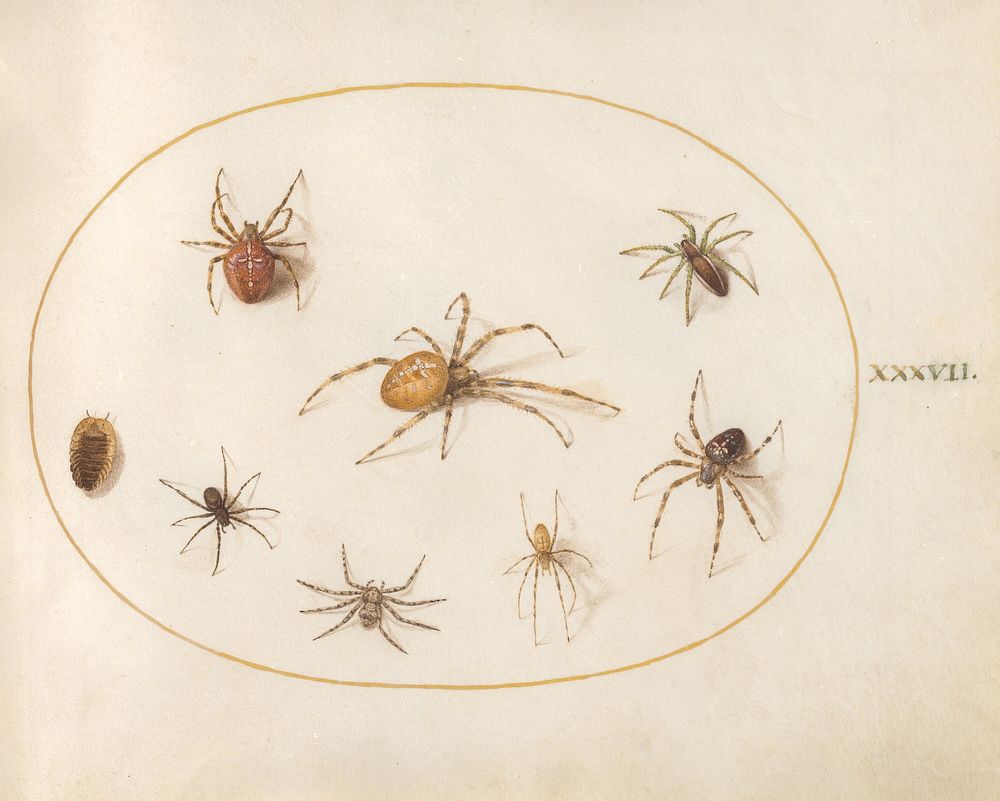 Plate 37: Seven Spiders and an Insect (c. 1575-1580) painting in high resolution by Joris Hoefnagel.  