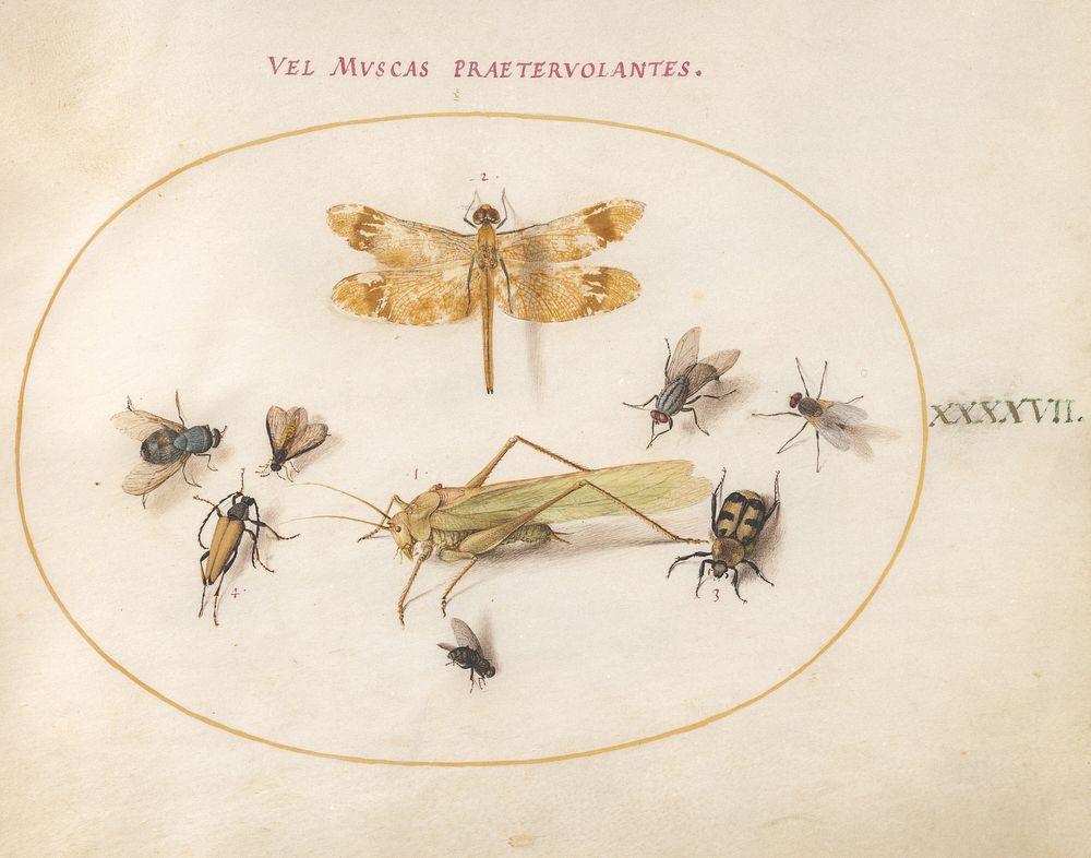 Plate 47: A Dragonfly, a Grasshopper, Flies, and Other Insects (c. 1575-1580) painting in high resolution by Joris…