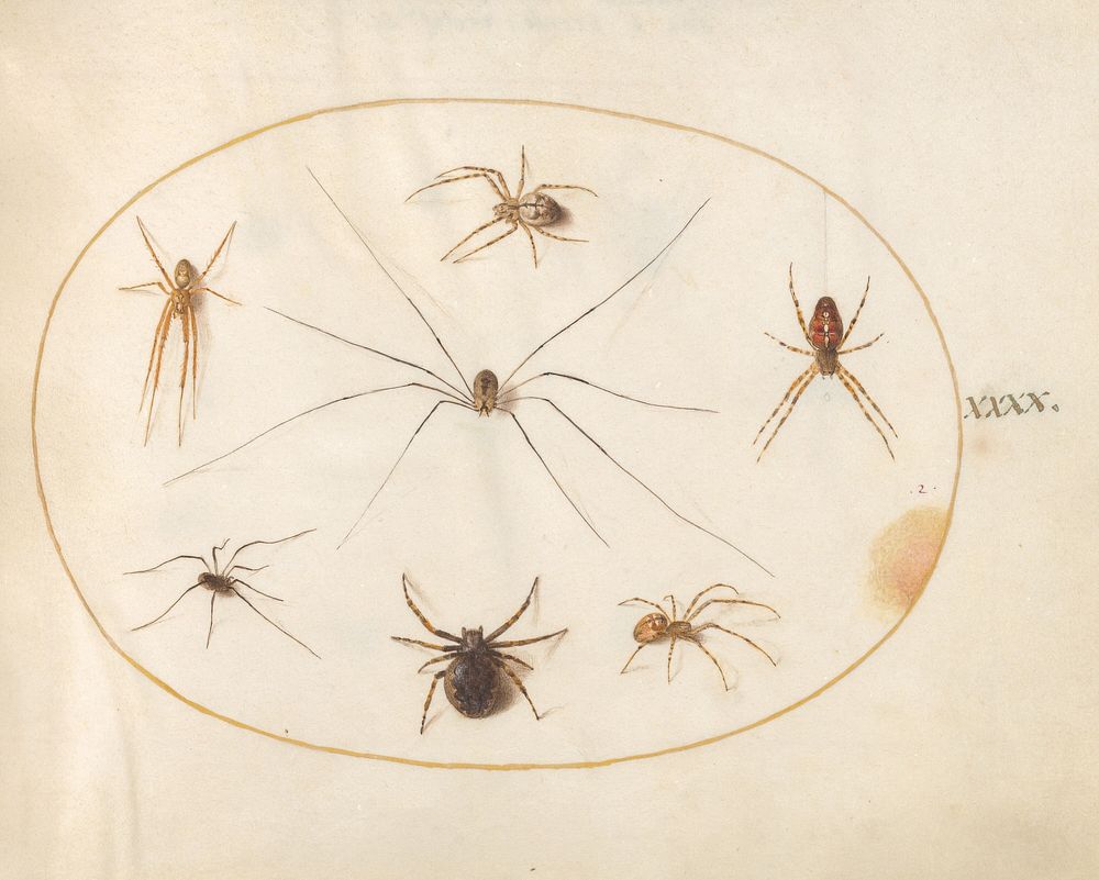 Plate 40: Eight Spiders (c. 1575-1580) painting in high resolution by Joris Hoefnagel.  