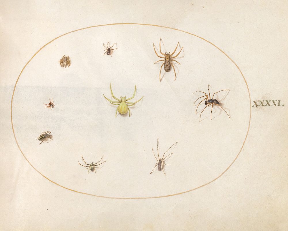 Plate 41: Yellow Spider Surrounded by Eight Spiders (c. 1575-1580) painting in high resolution by Joris Hoefnagel.  