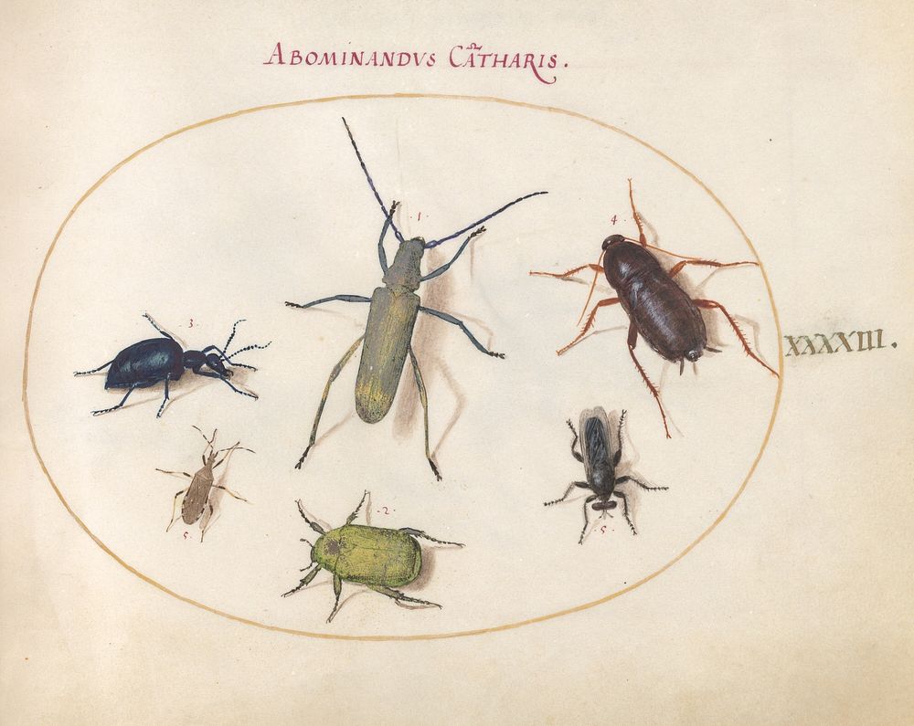 Plate 43: Beetles and Insects (c. 1575-1580) painting in high resolution by Joris Hoefnagel.  