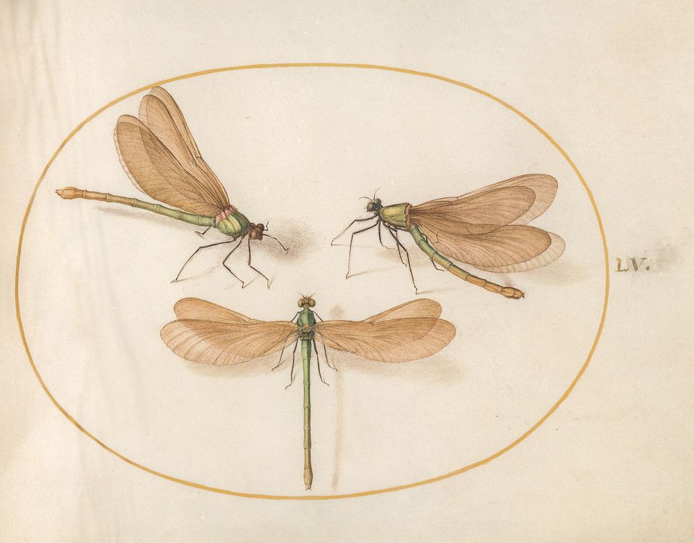 Plate 55: Three Green Dragonflies with Brown Wings (c. 1575-1580) painting in high resolution by Joris Hoefnagel.  
