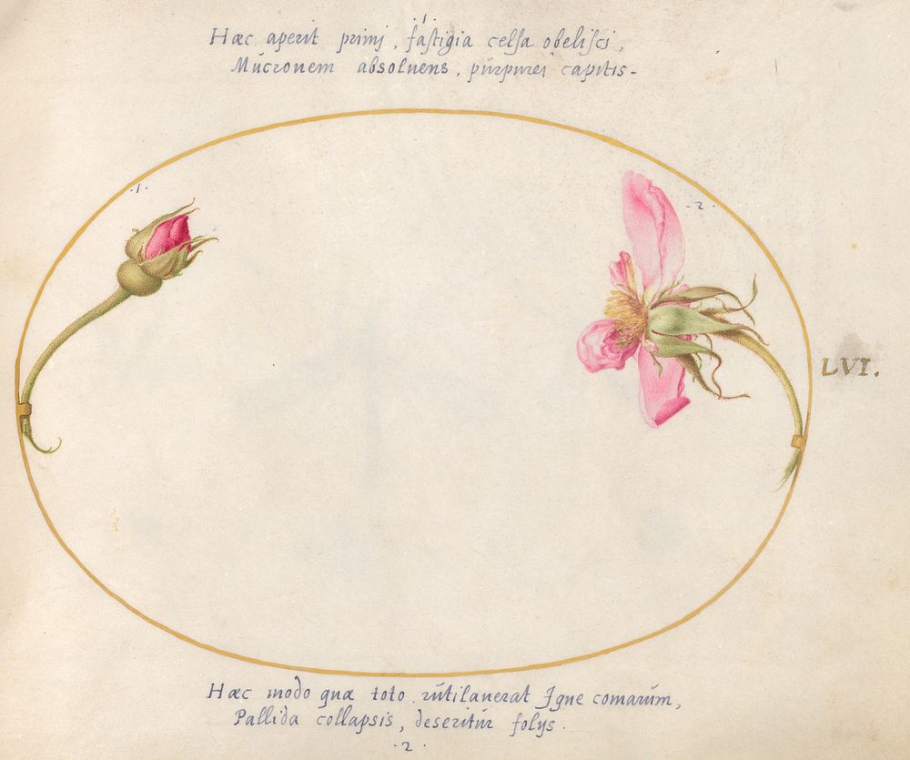Plate 56: A Rosebud and a Disintegrating Pink Rose (c. 1575-1580) painting in high resolution by Joris Hoefnagel.  