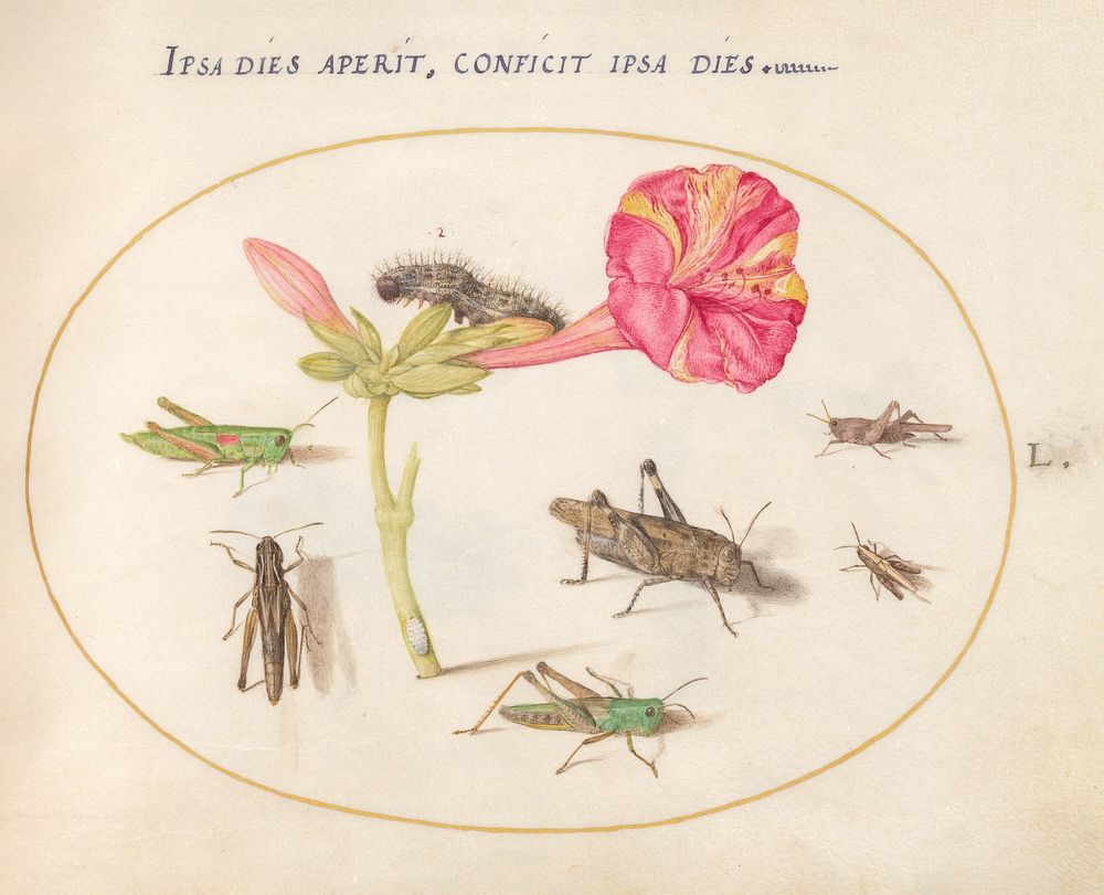 Plate 50: Grasshoppers, a Caterpillar, and a Scale Insect with a Four O'Clock Flower (c. 1575-1580) painting in high…
