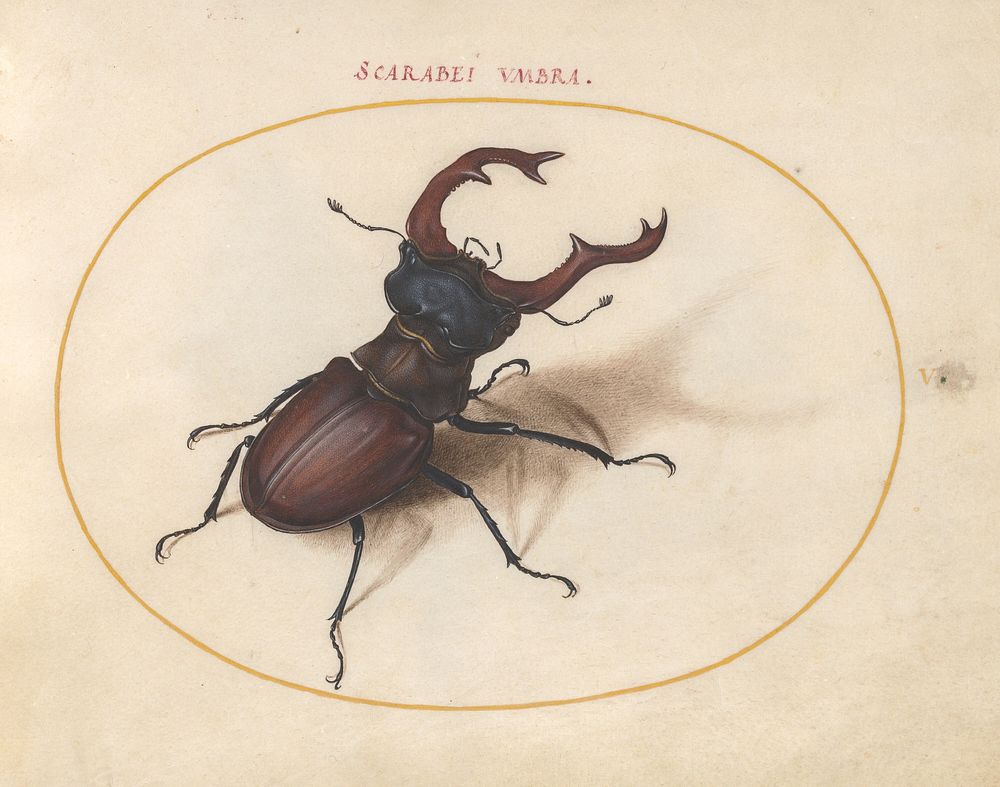 Plate 5: Stag Beetle (c. 1575-1580) painting in high resolution by Joris Hoefnagel.  
