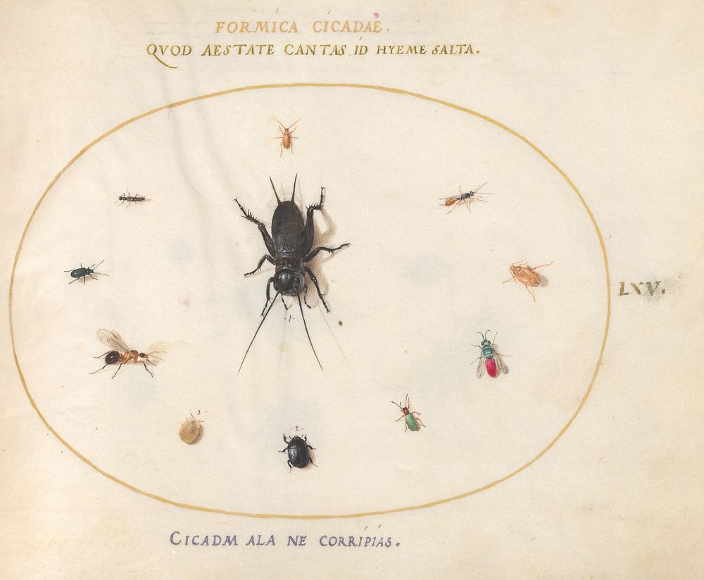 Plate 65: A Cricket Surrounded by Insects, (c. 1575-1580) painting in high resolution by Joris Hoefnagel.  