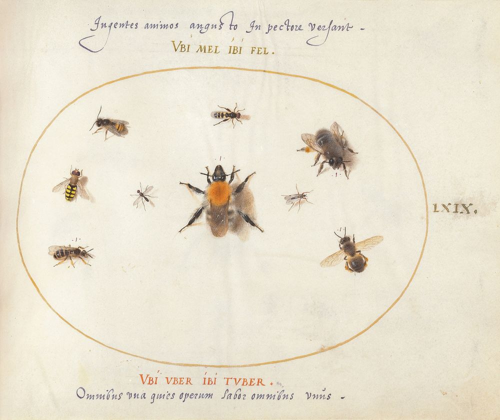 Plate 69: Nine Bees and Other Insects (c. 1575-1580) painting in high resolution by Joris Hoefnagel.  