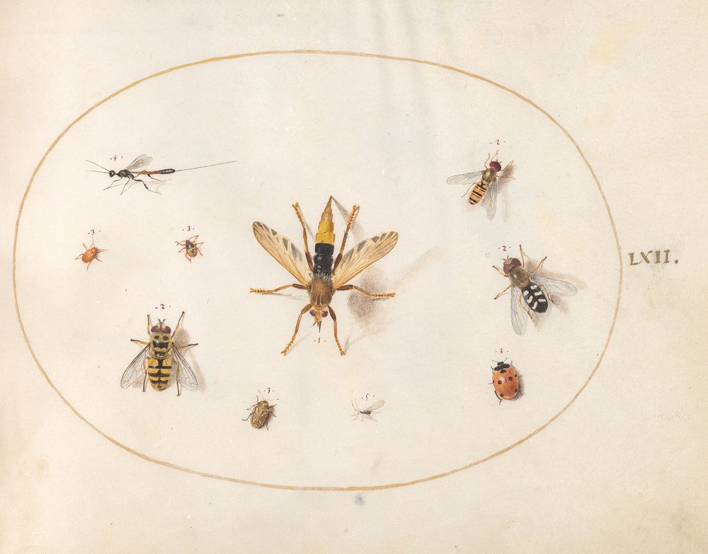 Plate 62: Ten Insects (c. 1575-1580) painting in high resolution by Joris Hoefnagel.  