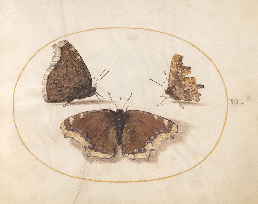 Plate 6: Three Brown Butterflies (c. 1575-1580) painting in high resolution by Joris Hoefnagel.  