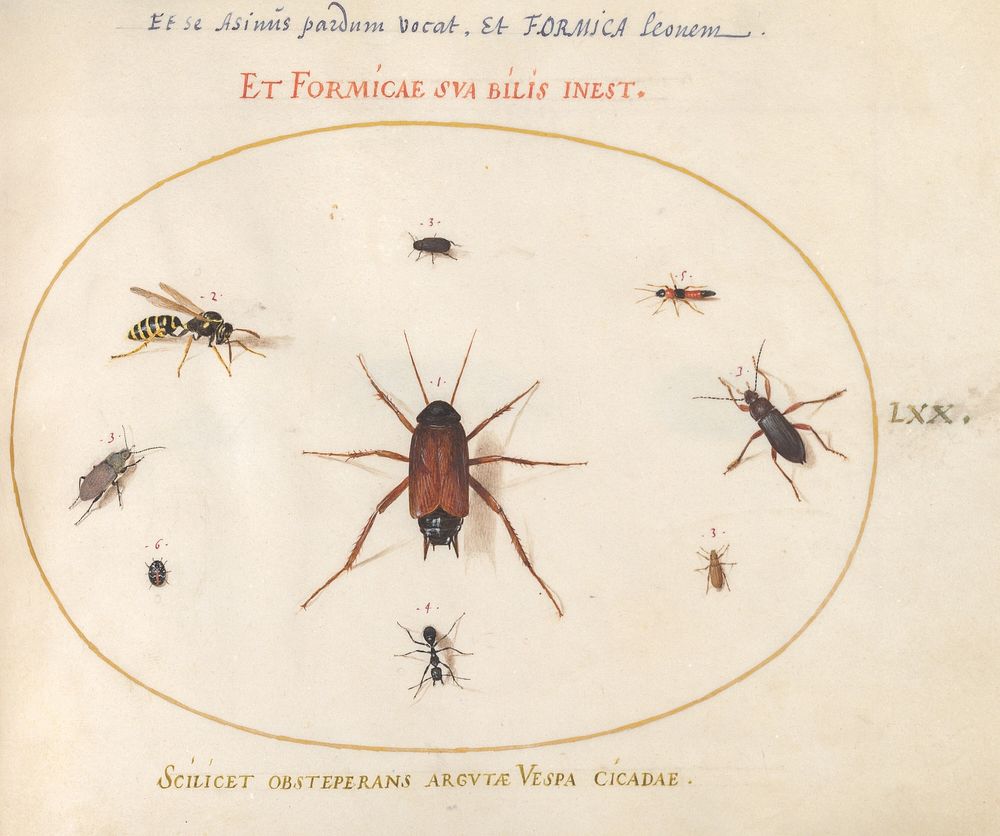 Plate 70: A Roach Surrounded by Insects (c. 1575-1580) painting in high resolution by Joris Hoefnagel.  