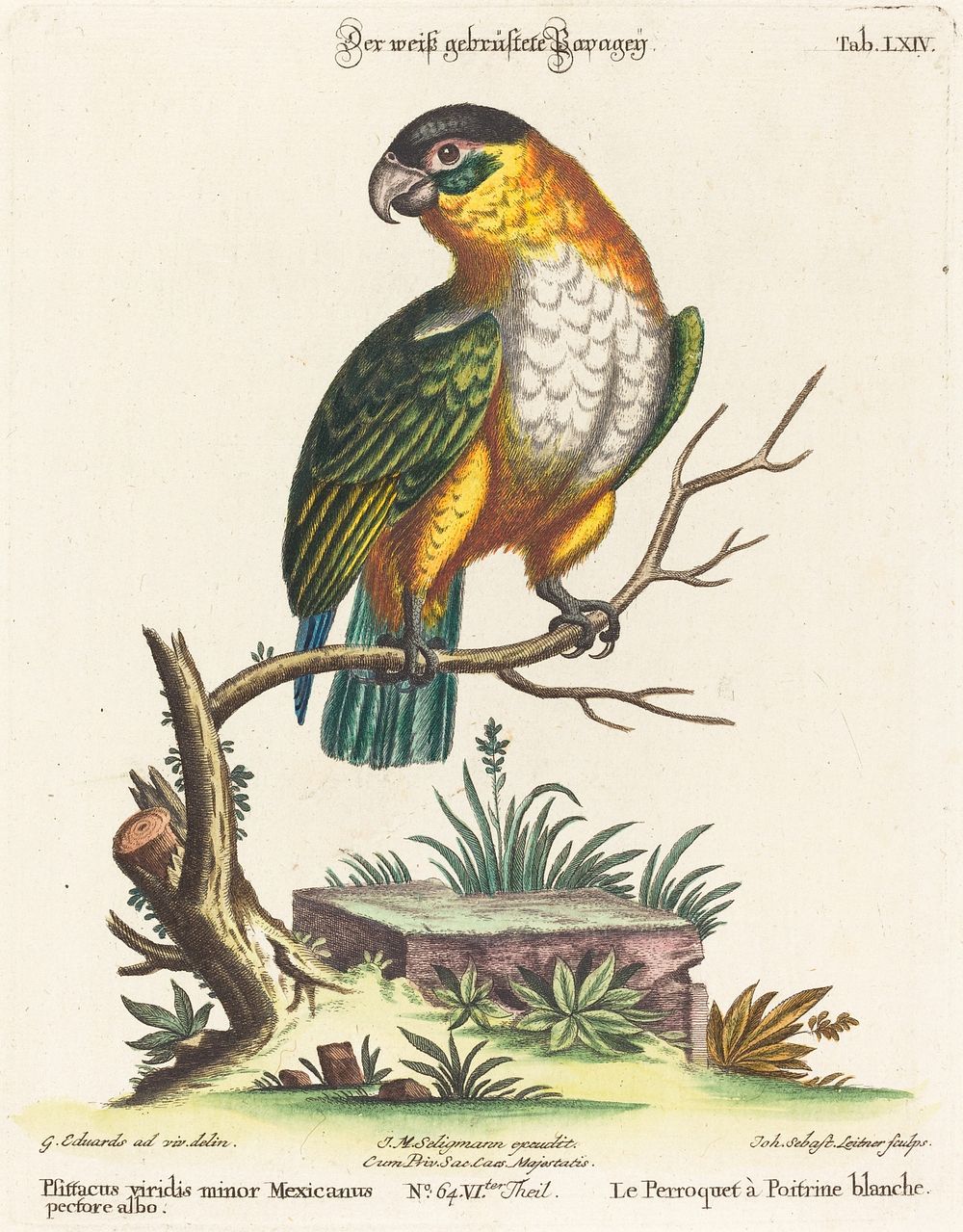 Psittacus viridis minor Mexicanus (1749-76) print in high resolution by George Edwards.  