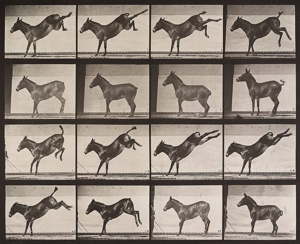 &ldquo;Ruth,&rdquo; the Mule, Kicking (1887) photograph in high resolution by Eadweard Muybridge.  