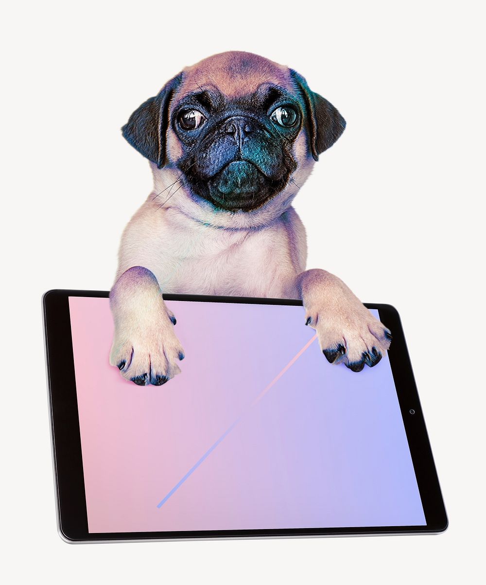 Pug with a digital tablet