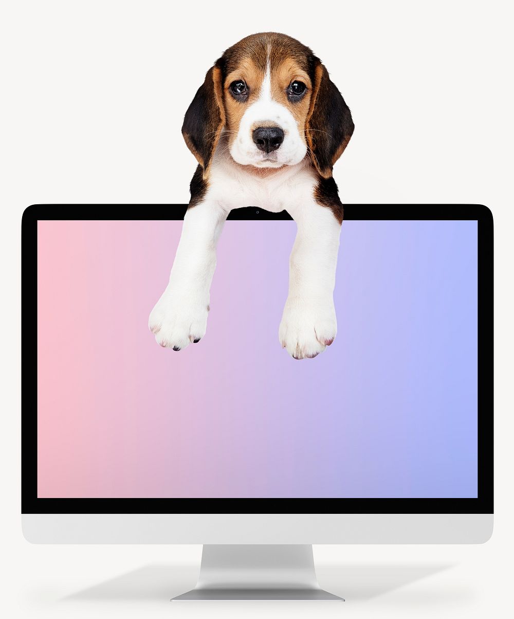 Beagle with a computer monitor