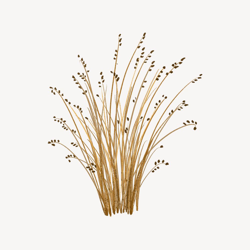 Rushes grass collage element, botanical illustration