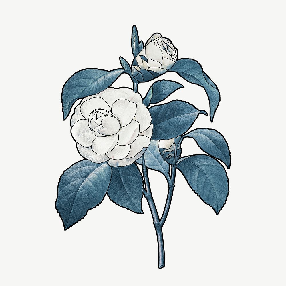 White camellia clipart psd, remixed by rawpixel