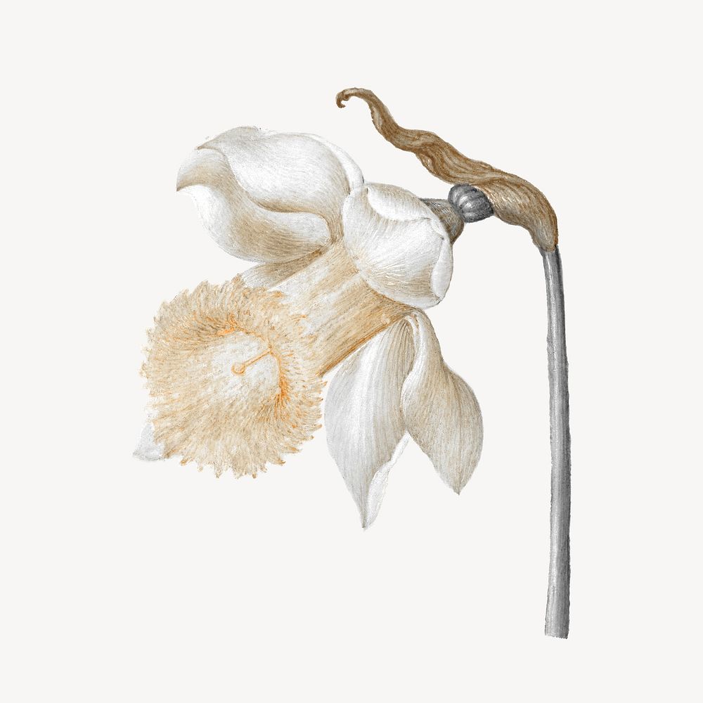 White daffodil illustration, remixed by rawpixel