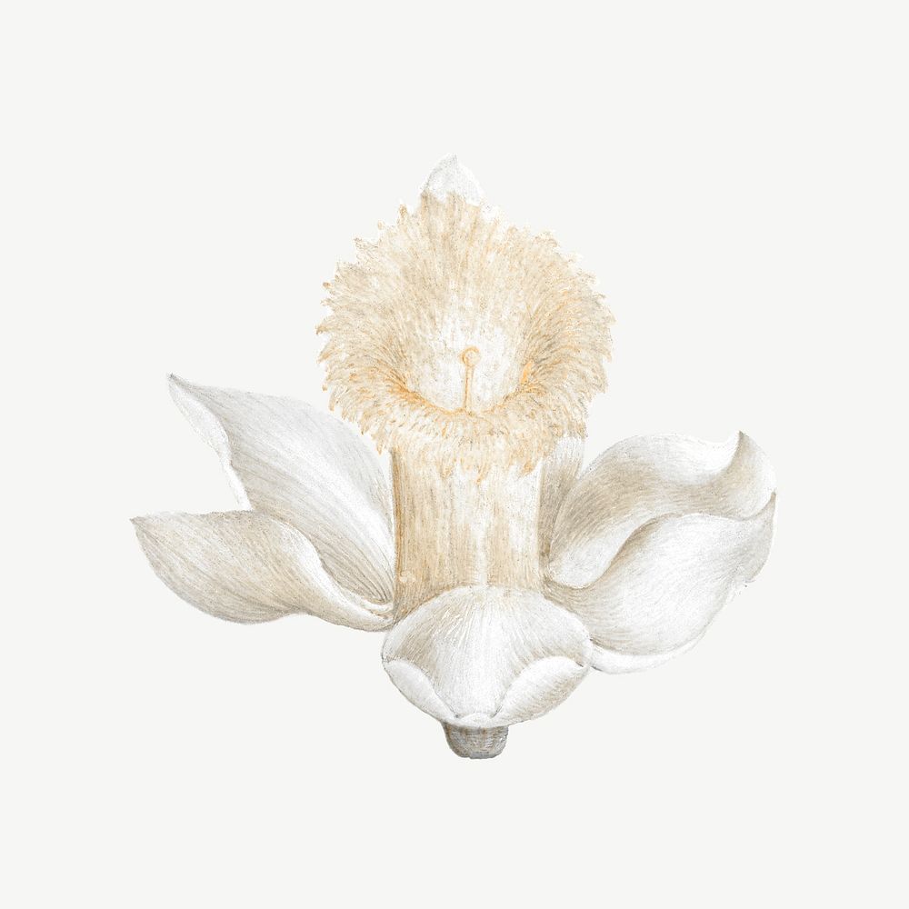 White daffodil clipart psd, remixed by rawpixel