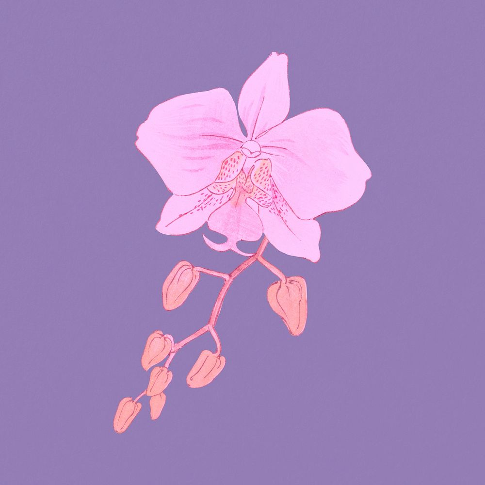 Pink moth orchid illustration, remixed by rawpixel