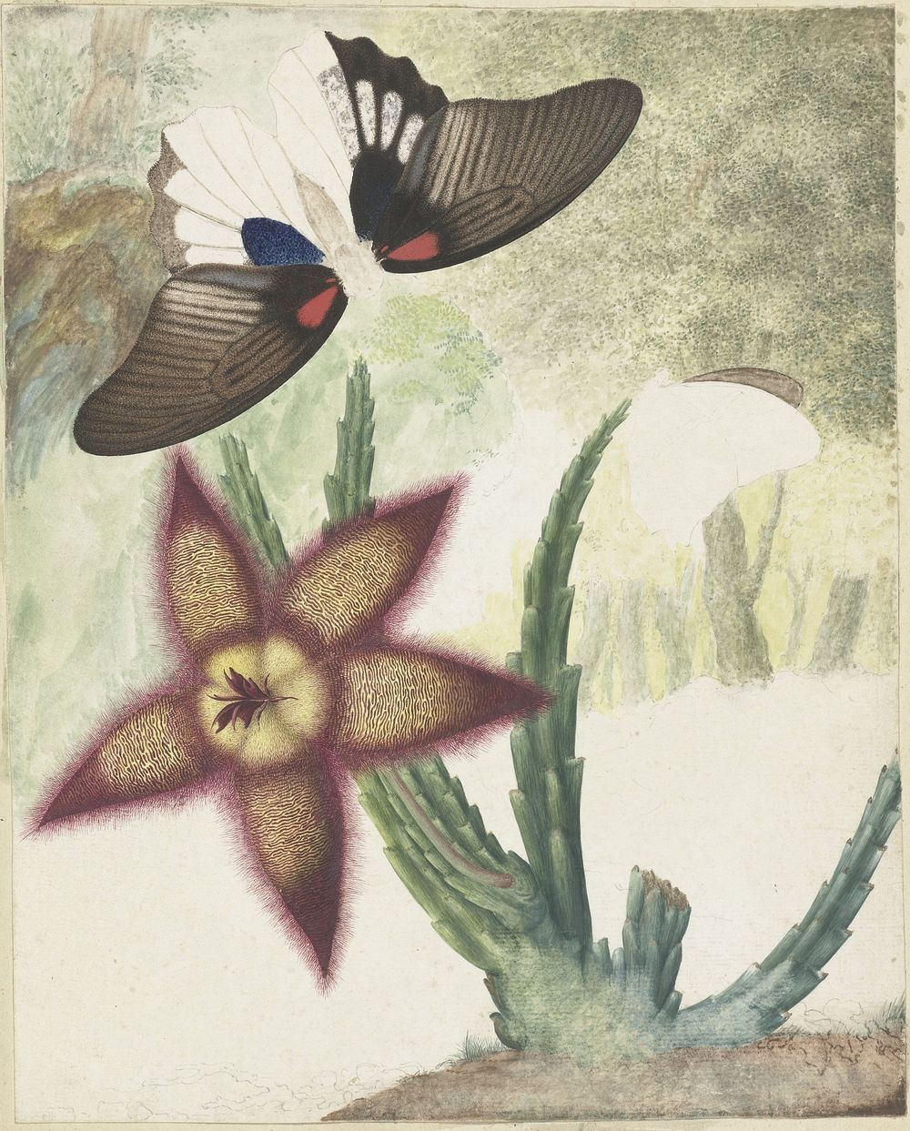 Twee vlinders en een vijfbladige geel-paarse bloem (1774&ndash;1842) painting in high resolution by Hermanus de Wit.  