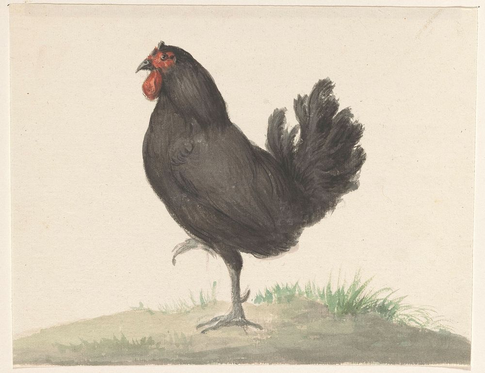 Staande zwarte kip (1775–1833) drawing in high resolution by Jean Bernard.  