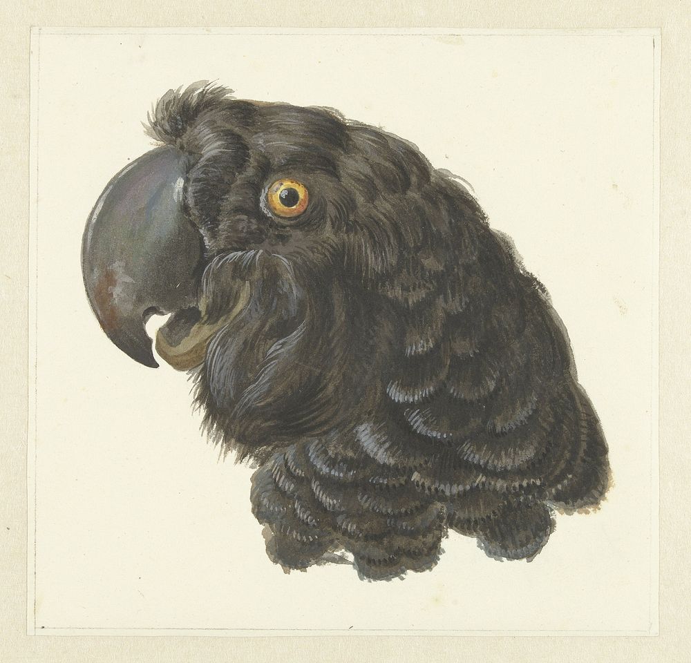 Head of a Cockatoo (1725&ndash;1792) painting in high resolution by Aert Schouman. 