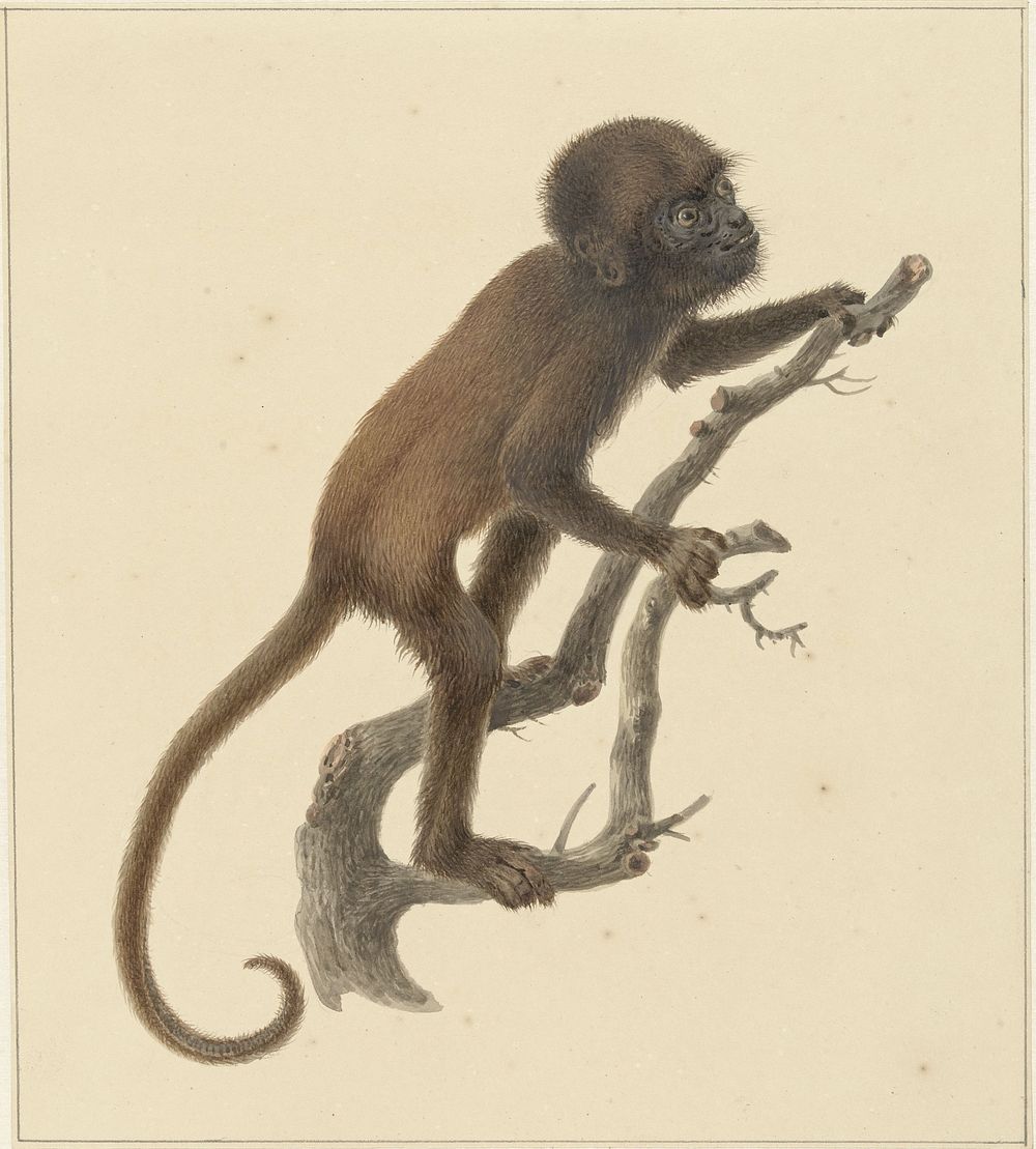 Aapje (1759 - 1842) drawing in high resolution by Pieter Pietersz Barbiers. 