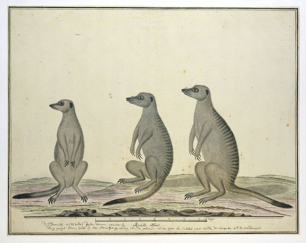 Suricata suricatta (Meerkats) (1773&ndash;1780) painting in high resolution by Robert Jacob Gordon.  