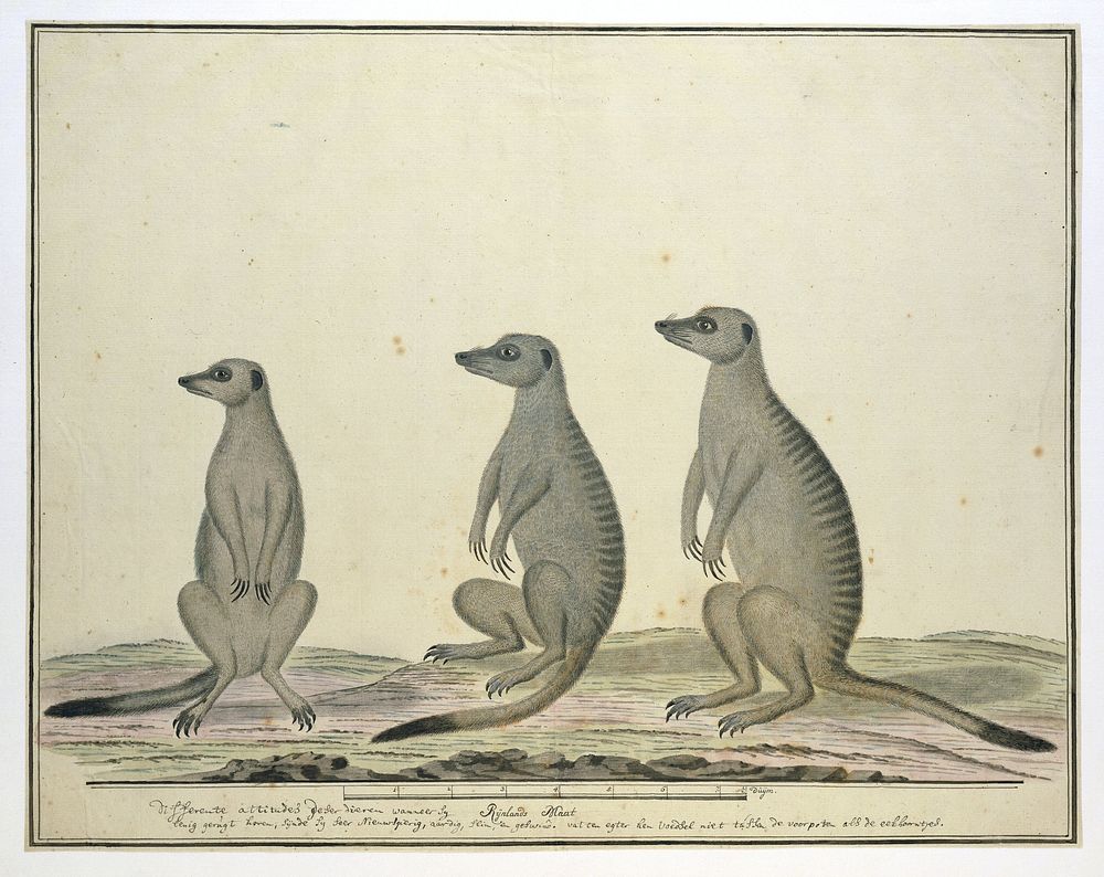 Suricata suricatta (Meerkats) (1773–1780) painting in high resolution by Robert Jacob Gordon.  