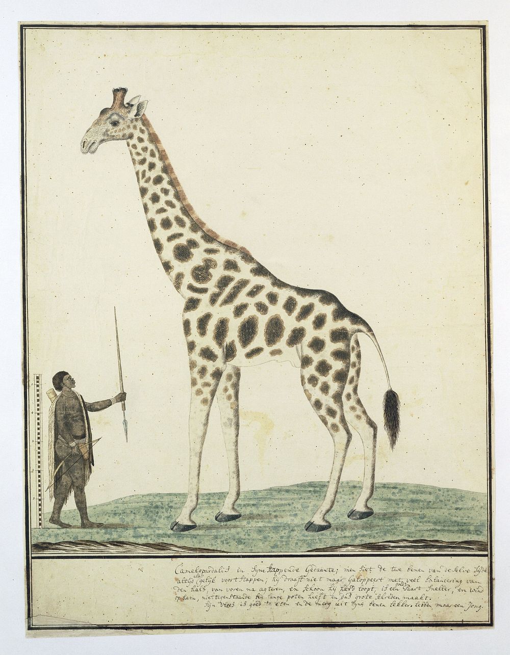 Giraffa Camelopardalis (Giraffe) (1779) painting in high resolution by Robert Jacob Gordon.  