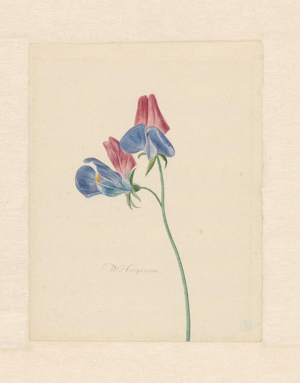 Tak met twee bloemen (1714&ndash;1760) paitning in high resolution by Michiel van Huysum. 