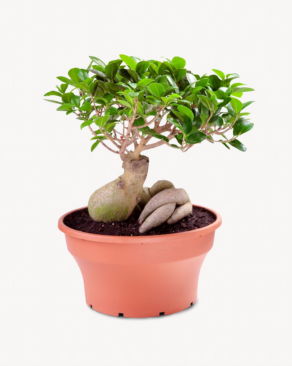 Bonsai plant isolated on off white design 