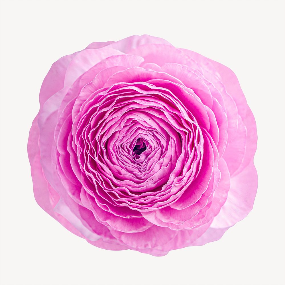 Pink ranunculus, botanical collage element psd