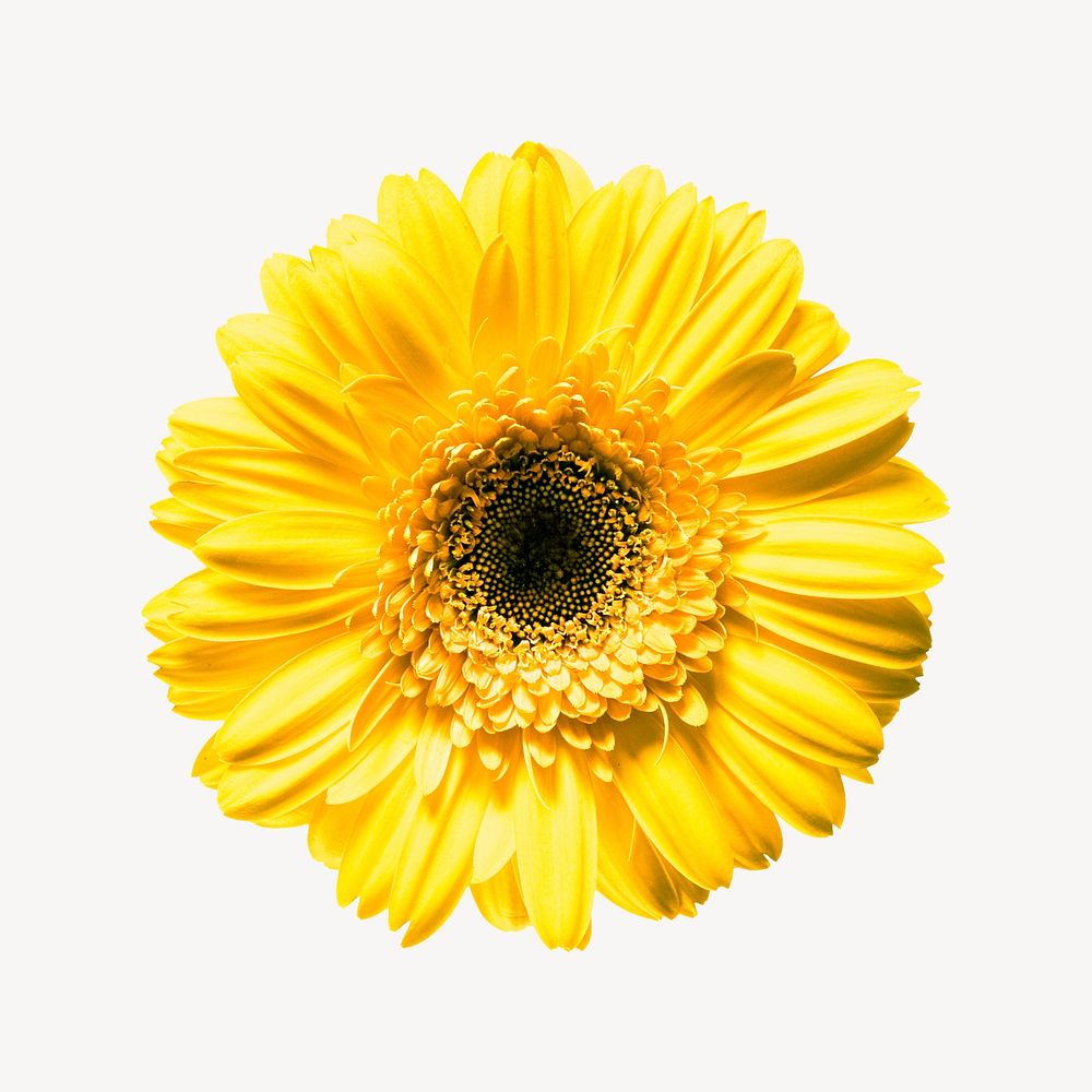 Yellow daisy collage element, isolated image psd