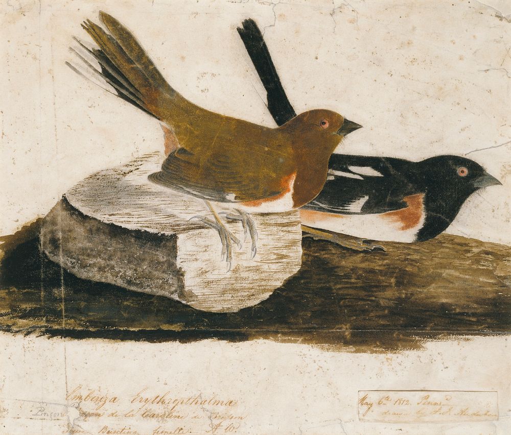 Towhee Bunting (1812) painting in high resolution by John James Audubon.  