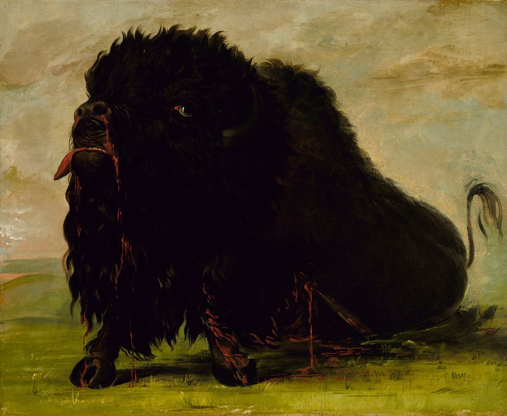 Dying Buffalo, Shot with an Arrow (1832–1833) painting in high resolution by George Catlin.  