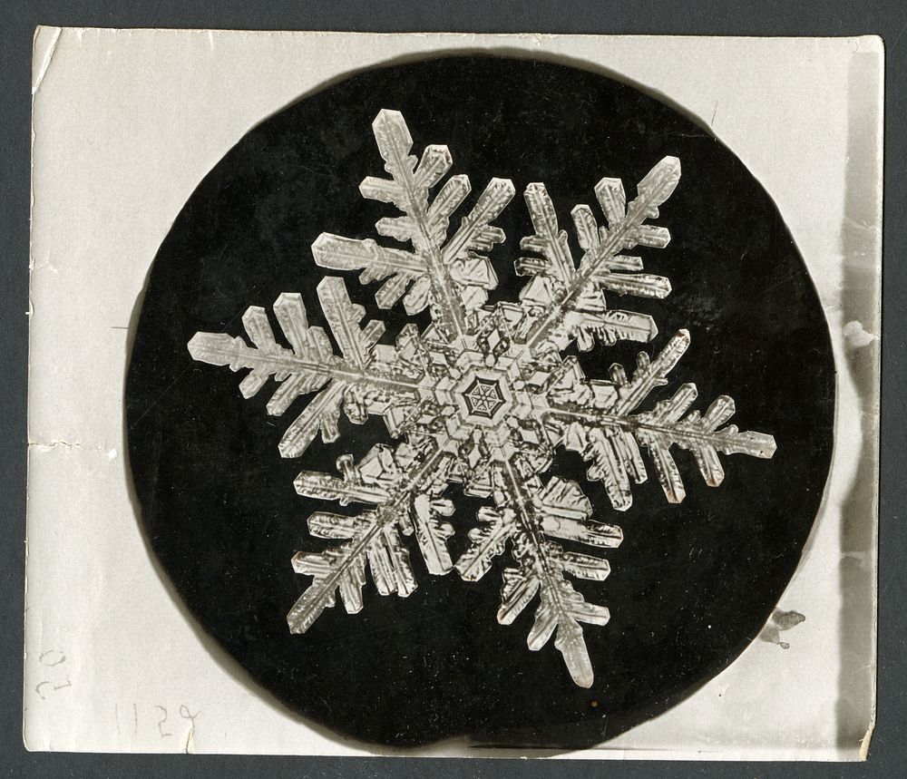Wilson Bentley's Snowflake 1152 (ca. 1890) detailed photograph of snowflakes in high resolution by Wilson Alwyn Bentley.  