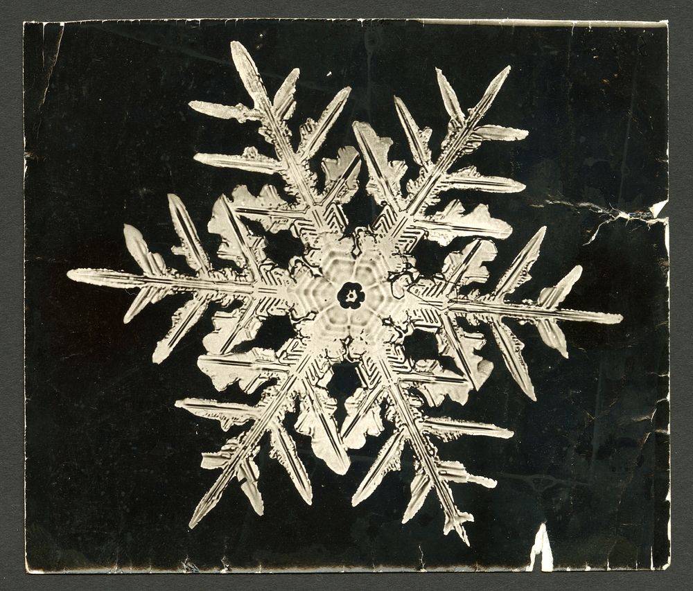 Wilson Bentley's Snowflake 332 (ca. 1890) detailed photograph of snowflakes in high resolution by Wilson Alwyn Bentley.  