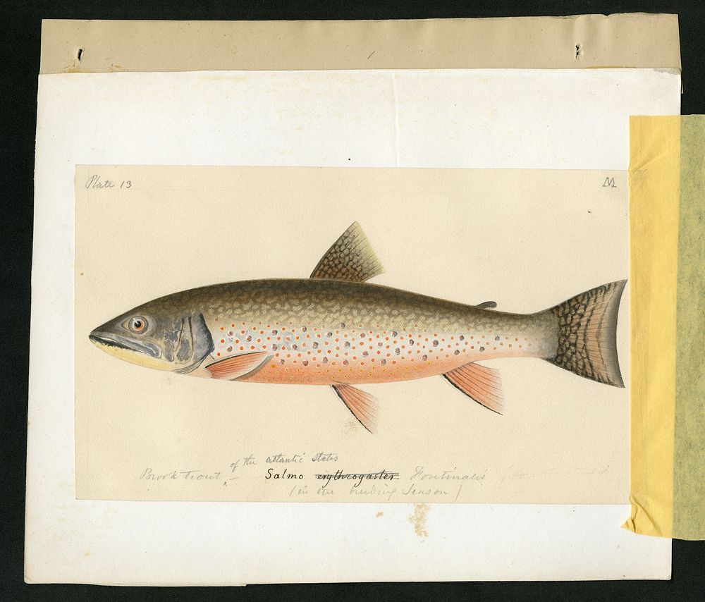 RU 007191, Box 2, Folder 3; Plate number 13 from George Suckley's Report on Salmonidae collected on the Northwest Boundary…