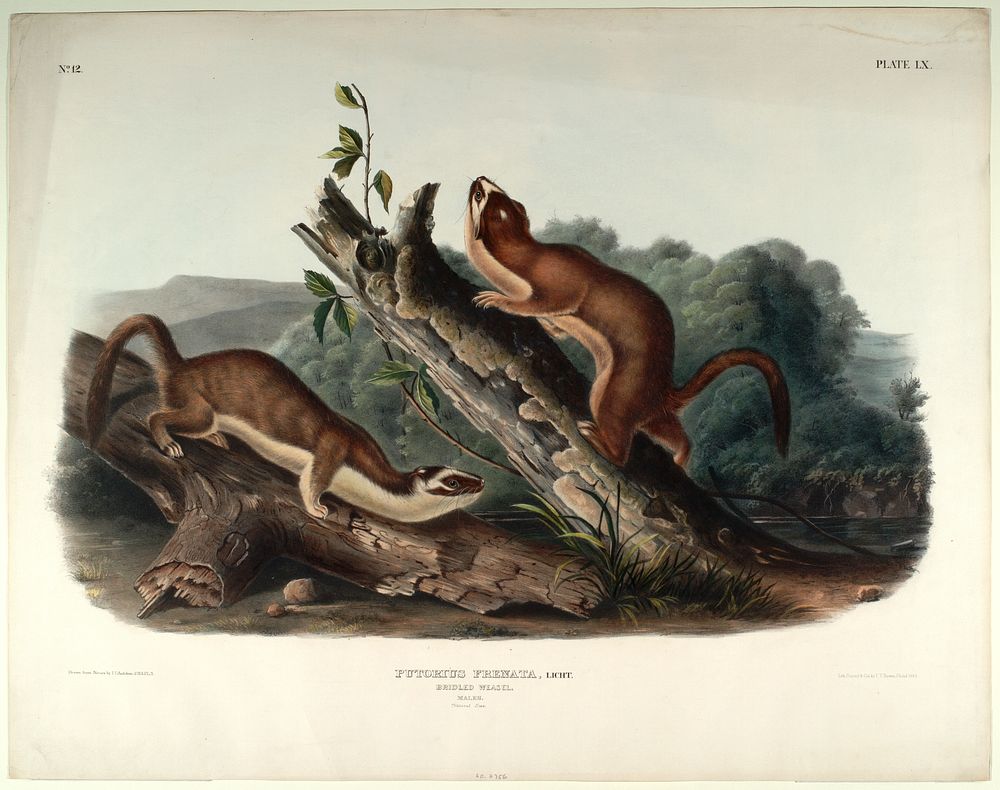 Putorius Frenata, Licht (1845- 1848) illustrated by John James Audubon (1785-1851). Original from the Smithsonian National…