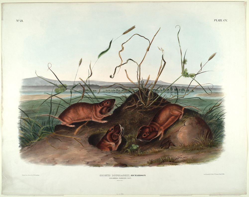 Geomys Douglassii, Richardson., Audubon, John Woodhouse