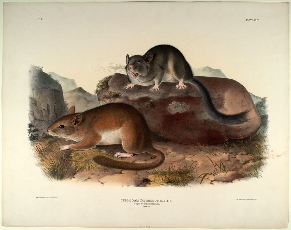 Neotoma Drummondii (1845- 1848) illustrated by John James Audubon (1785-1851). Original from the Smithsonian National Museum…